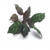 BUQUE MARANTA
