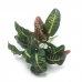 PENDENTE CROTON 