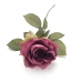 GALHO DE ROSA