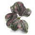 FOLHAGEM CALATHEA