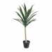 ARVORE YUCCA ALOIFOLIA P