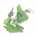 FOLHAGEM ALOCASIA 