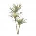 ÁRVORE DRACENA MARGINATA - 100 CM ALT