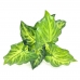 FOLHAGEM DE SINGONIA