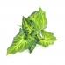 FOLHAGEM DE SINGONIA