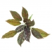 BUQUE FOLHAGEM AGLAONEMA