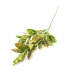 GALHO CROTON 