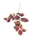 GALHO PEPEROMIA LIMÃO
