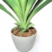 ÁRVORE GUZMANIA MONOSTACHIA