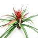 ÁRVORE GUZMANIA MONOSTACHIA