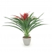 ÁRVORE GUZMANIA MONOSTACHIA