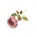 GALHO PEONIA