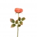 GALHO PEONIA