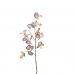 GALHO COTINUS
