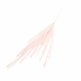 CAPIM DAS PAMPAS 