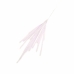 CAPIM DAS PAMPAS 