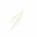 CAPIM DAS PAMPAS 