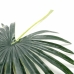 GALHO DE PALMEIRA LEQUE 