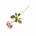 GALHO PEONIA