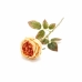 GALHO PEONIA