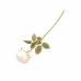 GALHO PEONIA