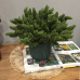 MINI BUQUÊ VERDE PINHA X7 HASTES