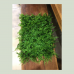 PLACA DE GRAMA 59X39
