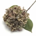 GALHO DE HORTÊNSIA X1 HASTE